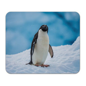 Коврик прямоугольный с принтом Пингвин на айсберге в Новосибирске, натуральный каучук | размер 230 х 185 мм; запечатка лицевой стороны | Тематика изображения на принте: айсберг | антарктида | антарктика | арктика | буревестник | глупый | императорский | клюв | королевский | крылья | ласты | лёд | линукс | океан | пилигрим | полюс | птица | север | снег | умка | фрак