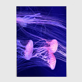 Постер с принтом Розовые медузы в Новосибирске, 100% бумага
 | бумага, плотность 150 мг. Матовая, но за счет высокого коэффициента гладкости имеет небольшой блеск и дает на свету блики, но в отличии от глянцевой бумаги не покрыта лаком | аквариум | вода | дайвинг | милые | море | океан | плывет | подводный мир | рыбалка | рыбка | рыбы | стая | фауна