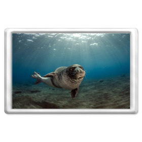 Магнит 45*70 с принтом Тюлень под водой в Новосибирске, Пластик | Размер: 78*52 мм; Размер печати: 70*45 | вода | дайвинг | жирный | косяк | красивые | милые | море | морская | морской котик | океан | плывет | подводный мир | прикольные | речная | рыба | рыбалка | стая | тюлень | усатый кот | фауна | чешуя