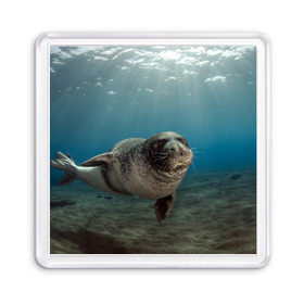 Магнит 55*55 с принтом Тюлень под водой в Новосибирске, Пластик | Размер: 65*65 мм; Размер печати: 55*55 мм | вода | дайвинг | жирный | косяк | красивые | милые | море | морская | морской котик | океан | плывет | подводный мир | прикольные | речная | рыба | рыбалка | стая | тюлень | усатый кот | фауна | чешуя