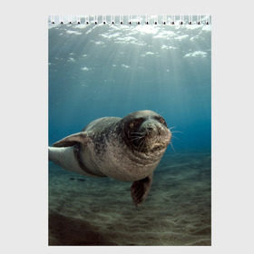 Скетчбук с принтом Тюлень под водой в Новосибирске, 100% бумага
 | 48 листов, плотность листов — 100 г/м2, плотность картонной обложки — 250 г/м2. Листы скреплены сверху удобной пружинной спиралью | Тематика изображения на принте: вода | дайвинг | жирный | косяк | красивые | милые | море | морская | морской котик | океан | плывет | подводный мир | прикольные | речная | рыба | рыбалка | стая | тюлень | усатый кот | фауна | чешуя