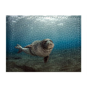 Обложка для студенческого билета с принтом Тюлень под водой в Новосибирске, натуральная кожа | Размер: 11*8 см; Печать на всей внешней стороне | Тематика изображения на принте: вода | дайвинг | жирный | косяк | красивые | милые | море | морская | морской котик | океан | плывет | подводный мир | прикольные | речная | рыба | рыбалка | стая | тюлень | усатый кот | фауна | чешуя