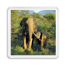 Магнит 55*55 с принтом Слониха и слоненок в природе в Новосибирске, Пластик | Размер: 65*65 мм; Размер печати: 55*55 мм | Тематика изображения на принте: африка | африканский | бивни | большой | гигант джунгли | зоопарк | индийский | индия | лесной великан | мамонт | огромный | саванна | сафари | серый | слон | слоненок | слониха | стадо | уши | хобот