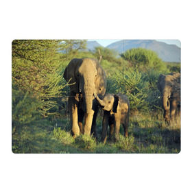 Магнитный плакат 3Х2 с принтом Слониха и слоненок в природе в Новосибирске, Полимерный материал с магнитным слоем | 6 деталей размером 9*9 см | Тематика изображения на принте: африка | африканский | бивни | большой | гигант джунгли | зоопарк | индийский | индия | лесной великан | мамонт | огромный | саванна | сафари | серый | слон | слоненок | слониха | стадо | уши | хобот