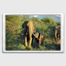 Магнит 45*70 с принтом Слониха и слоненок в природе в Новосибирске, Пластик | Размер: 78*52 мм; Размер печати: 70*45 | Тематика изображения на принте: африка | африканский | бивни | большой | гигант джунгли | зоопарк | индийский | индия | лесной великан | мамонт | огромный | саванна | сафари | серый | слон | слоненок | слониха | стадо | уши | хобот