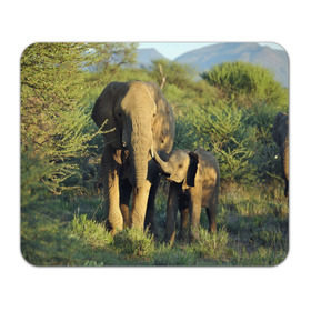 Коврик прямоугольный с принтом Слониха и слоненок в природе в Новосибирске, натуральный каучук | размер 230 х 185 мм; запечатка лицевой стороны | африка | африканский | бивни | большой | гигант джунгли | зоопарк | индийский | индия | лесной великан | мамонт | огромный | саванна | сафари | серый | слон | слоненок | слониха | стадо | уши | хобот