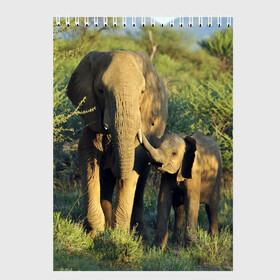 Скетчбук с принтом Слониха и слоненок в природе в Новосибирске, 100% бумага
 | 48 листов, плотность листов — 100 г/м2, плотность картонной обложки — 250 г/м2. Листы скреплены сверху удобной пружинной спиралью | африка | африканский | бивни | большой | гигант джунгли | зоопарк | индийский | индия | лесной великан | мамонт | огромный | саванна | сафари | серый | слон | слоненок | слониха | стадо | уши | хобот