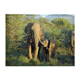 Обложка для студенческого билета с принтом Слониха и слоненок в природе в Новосибирске, натуральная кожа | Размер: 11*8 см; Печать на всей внешней стороне | африка | африканский | бивни | большой | гигант джунгли | зоопарк | индийский | индия | лесной великан | мамонт | огромный | саванна | сафари | серый | слон | слоненок | слониха | стадо | уши | хобот