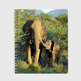 Тетрадь с принтом Слониха и слоненок в природе в Новосибирске, 100% бумага | 48 листов, плотность листов — 60 г/м2, плотность картонной обложки — 250 г/м2. Листы скреплены сбоку удобной пружинной спиралью. Уголки страниц и обложки скругленные. Цвет линий — светло-серый
 | африка | африканский | бивни | большой | гигант джунгли | зоопарк | индийский | индия | лесной великан | мамонт | огромный | саванна | сафари | серый | слон | слоненок | слониха | стадо | уши | хобот