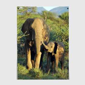 Постер с принтом Слониха и слоненок в природе в Новосибирске, 100% бумага
 | бумага, плотность 150 мг. Матовая, но за счет высокого коэффициента гладкости имеет небольшой блеск и дает на свету блики, но в отличии от глянцевой бумаги не покрыта лаком | африка | африканский | бивни | большой | гигант джунгли | зоопарк | индийский | индия | лесной великан | мамонт | огромный | саванна | сафари | серый | слон | слоненок | слониха | стадо | уши | хобот