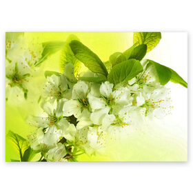 Поздравительная открытка с принтом Цветы яблони в Новосибирске, 100% бумага | плотность бумаги 280 г/м2, матовая, на обратной стороне линовка и место для марки
 | белый | весна | дерево | зеленый | природа | растения | цветы | яблоня