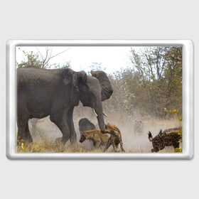 Магнит 45*70 с принтом Гиены охотятся на слона в Новосибирске, Пластик | Размер: 78*52 мм; Размер печати: 70*45 | Тематика изображения на принте: африка | африканский | бивни | большой | гигант джунгли | гиены | индийский | индия | лесной великан | мамонт | огромный | охота | саванна | сафари | серый | слон | слониха | стадо | уши | хобот