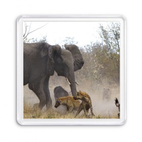 Магнит 55*55 с принтом Гиены охотятся на слона в Новосибирске, Пластик | Размер: 65*65 мм; Размер печати: 55*55 мм | африка | африканский | бивни | большой | гигант джунгли | гиены | индийский | индия | лесной великан | мамонт | огромный | охота | саванна | сафари | серый | слон | слониха | стадо | уши | хобот