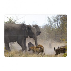 Магнитный плакат 3Х2 с принтом Гиены охотятся на слона в Новосибирске, Полимерный материал с магнитным слоем | 6 деталей размером 9*9 см | Тематика изображения на принте: африка | африканский | бивни | большой | гигант джунгли | гиены | индийский | индия | лесной великан | мамонт | огромный | охота | саванна | сафари | серый | слон | слониха | стадо | уши | хобот