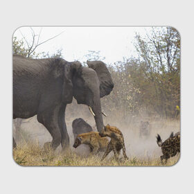 Коврик прямоугольный с принтом Гиены охотятся на слона в Новосибирске, натуральный каучук | размер 230 х 185 мм; запечатка лицевой стороны | Тематика изображения на принте: африка | африканский | бивни | большой | гигант джунгли | гиены | индийский | индия | лесной великан | мамонт | огромный | охота | саванна | сафари | серый | слон | слониха | стадо | уши | хобот