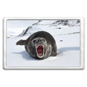 Магнит 45*70 с принтом Морской котик в Новосибирске, Пластик | Размер: 78*52 мм; Размер печати: 70*45 | антарктида | антарктика | большой | вода | гигант | жир | кот | котик | ледовитый | море | мороз | морской | нос | огромный | океан | пасть | север | серый | слониха | снег | тюлень | усы | холод | язык