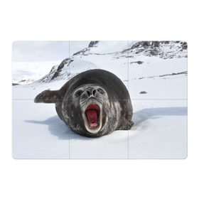 Магнитный плакат 3Х2 с принтом Морской котик в Новосибирске, Полимерный материал с магнитным слоем | 6 деталей размером 9*9 см | антарктида | антарктика | большой | вода | гигант | жир | кот | котик | ледовитый | море | мороз | морской | нос | огромный | океан | пасть | север | серый | слониха | снег | тюлень | усы | холод | язык