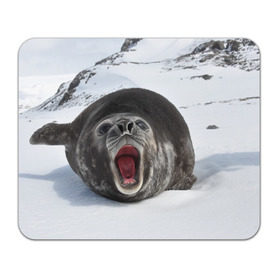 Коврик прямоугольный с принтом Морской котик в Новосибирске, натуральный каучук | размер 230 х 185 мм; запечатка лицевой стороны | антарктида | антарктика | большой | вода | гигант | жир | кот | котик | ледовитый | море | мороз | морской | нос | огромный | океан | пасть | север | серый | слониха | снег | тюлень | усы | холод | язык