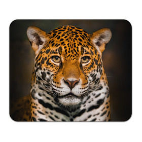 Коврик прямоугольный с принтом Jaguar в Новосибирске, натуральный каучук | размер 230 х 185 мм; запечатка лицевой стороны | Тематика изображения на принте: глаза | дикая кошка | кошка | леопард | сафари | хищник | ягуар