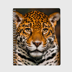 Тетрадь с принтом Jaguar в Новосибирске, 100% бумага | 48 листов, плотность листов — 60 г/м2, плотность картонной обложки — 250 г/м2. Листы скреплены сбоку удобной пружинной спиралью. Уголки страниц и обложки скругленные. Цвет линий — светло-серый
 | глаза | дикая кошка | кошка | леопард | сафари | хищник | ягуар