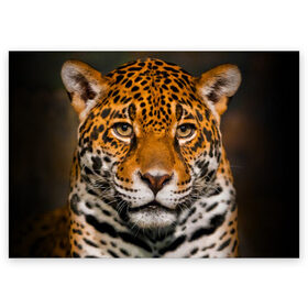 Поздравительная открытка с принтом Jaguar в Новосибирске, 100% бумага | плотность бумаги 280 г/м2, матовая, на обратной стороне линовка и место для марки
 | Тематика изображения на принте: глаза | дикая кошка | кошка | леопард | сафари | хищник | ягуар