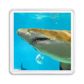 Магнит 55*55 с принтом Тигровая акула в Новосибирске, Пластик | Размер: 65*65 мм; Размер печати: 55*55 мм | голубое море | океан | рыба