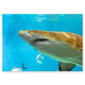 Поздравительная открытка с принтом Тигровая акула в Новосибирске, 100% бумага | плотность бумаги 280 г/м2, матовая, на обратной стороне линовка и место для марки
 | голубое море | океан | рыба