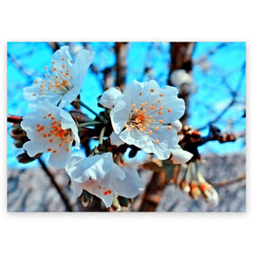 Поздравительная открытка с принтом Весна в Новосибирске, 100% бумага | плотность бумаги 280 г/м2, матовая, на обратной стороне линовка и место для марки
 | 3d | flower | весна | другие | красивые цветы | красные | лето | поле | полевой цветок | прикольные | природа | текстуры | цветочки | цветы