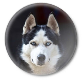 Значок с принтом Хаски в Новосибирске,  металл | круглая форма, металлическая застежка в виде булавки | dog | лабрадор | мопс | пес | собака | такса | хаски | щеночек