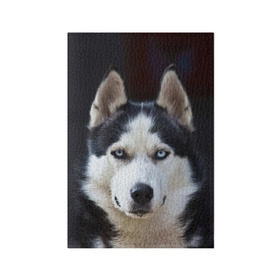 Обложка для паспорта матовая кожа с принтом Хаски в Новосибирске, натуральная матовая кожа | размер 19,3 х 13,7 см; прозрачные пластиковые крепления | dog | лабрадор | мопс | пес | собака | такса | хаски | щеночек