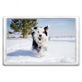 Магнит 45*70 с принтом Snow в Новосибирске, Пластик | Размер: 78*52 мм; Размер печати: 70*45 | dog | бордер | бордер колли | колли | пес | собака