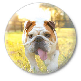 Значок с принтом Funny Dog в Новосибирске,  металл | круглая форма, металлическая застежка в виде булавки | Тематика изображения на принте: dog | английский бульдог | пес | собака