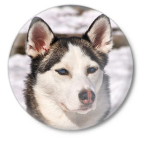 Значок с принтом Хаски в Новосибирске,  металл | круглая форма, металлическая застежка в виде булавки | dog | лабрадор | мопс | пес | собака | такса | хаски | щеночек
