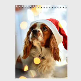 Скетчбук с принтом Рождество в Новосибирске, 100% бумага
 | 48 листов, плотность листов — 100 г/м2, плотность картонной обложки — 250 г/м2. Листы скреплены сверху удобной пружинной спиралью | Тематика изображения на принте: dog | кавалер кинг чарльз спаниель | новый год | пес | рождество | собака