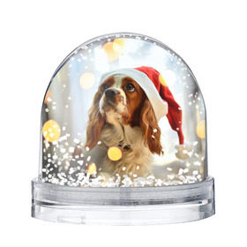 Водяной шар с принтом Рождество в Новосибирске, Пластик | Изображение внутри шара печатается на глянцевой фотобумаге с двух сторон | dog | кавалер кинг чарльз спаниель | новый год | пес | рождество | собака