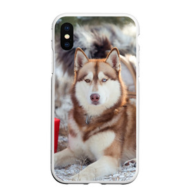 Чехол для iPhone XS Max матовый с принтом Хаски в Новосибирске, Силикон | Область печати: задняя сторона чехла, без боковых панелей | dog | лабрадор | мопс | пес | собака | такса | хаски | щеночек