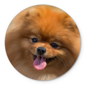 Коврик круглый с принтом Милашка в Новосибирске, резина и полиэстер | круглая форма, изображение наносится на всю лицевую часть | dog | пес | померанский | собака | шпиц | щеночек