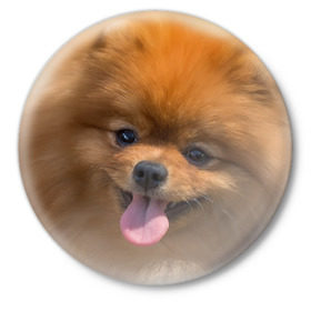 Значок с принтом Милашка в Новосибирске,  металл | круглая форма, металлическая застежка в виде булавки | dog | пес | померанский | собака | шпиц | щеночек