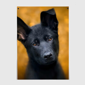 Постер с принтом Doggy в Новосибирске, 100% бумага
 | бумага, плотность 150 мг. Матовая, но за счет высокого коэффициента гладкости имеет небольшой блеск и дает на свету блики, но в отличии от глянцевой бумаги не покрыта лаком | dog | овчарка | пес | собака | черная овчарка | щеночек