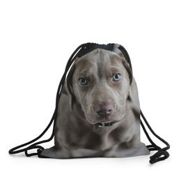 Рюкзак-мешок 3D с принтом Puppy в Новосибирске, 100% полиэстер | плотность ткани — 200 г/м2, размер — 35 х 45 см; лямки — толстые шнурки, застежка на шнуровке, без карманов и подкладки | dog | веймаранер | пес | собака | щеночек