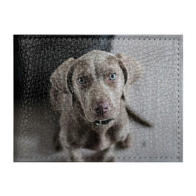 Обложка для студенческого билета с принтом Puppy в Новосибирске, натуральная кожа | Размер: 11*8 см; Печать на всей внешней стороне | Тематика изображения на принте: dog | веймаранер | пес | собака | щеночек