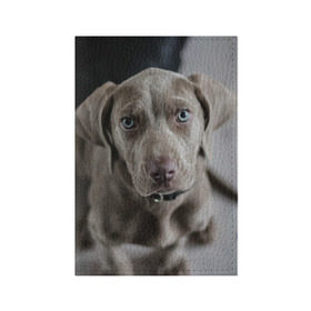 Обложка для паспорта матовая кожа с принтом Puppy в Новосибирске, натуральная матовая кожа | размер 19,3 х 13,7 см; прозрачные пластиковые крепления | Тематика изображения на принте: dog | веймаранер | пес | собака | щеночек