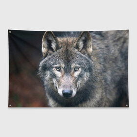 Флаг-баннер с принтом Серый волк в Новосибирске, 100% полиэстер | размер 67 х 109 см, плотность ткани — 95 г/м2; по краям флага есть четыре люверса для крепления | аука | бирюк | волк | волчара | волчица | волчок | глаза | животное | животные | зверь | зеленые | койот | лес | млекопитающее | природа | санитар леса | серый | уши | фауна | хищник | черный | шакал