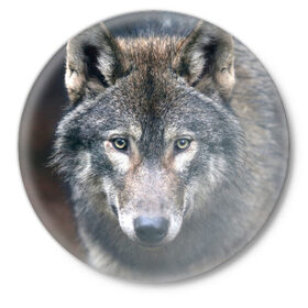 Значок с принтом Серый волк в Новосибирске,  металл | круглая форма, металлическая застежка в виде булавки | аука | бирюк | волк | волчара | волчица | волчок | глаза | животное | животные | зверь | зеленые | койот | лес | млекопитающее | природа | санитар леса | серый | уши | фауна | хищник | черный | шакал