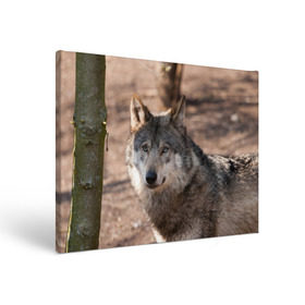 Холст прямоугольный с принтом Серый волк в Новосибирске, 100% ПВХ |  | аука | бирюк | волк | волчара | волчица | волчок | глаза | животное | животные | зверь | зеленые | койот | лес | млекопитающее | природа | санитар леса | серый | уши | фауна | хищник | черный | шакал