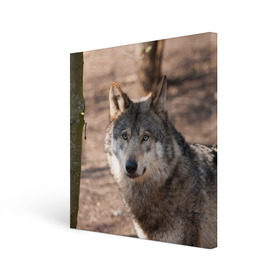Холст квадратный с принтом Серый волк в Новосибирске, 100% ПВХ |  | аука | бирюк | волк | волчара | волчица | волчок | глаза | животное | животные | зверь | зеленые | койот | лес | млекопитающее | природа | санитар леса | серый | уши | фауна | хищник | черный | шакал