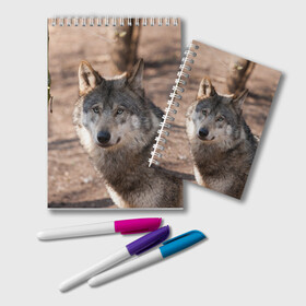 Блокнот с принтом Серый волк в Новосибирске, 100% бумага | 48 листов, плотность листов — 60 г/м2, плотность картонной обложки — 250 г/м2. Листы скреплены удобной пружинной спиралью. Цвет линий — светло-серый
 | аука | бирюк | волк | волчара | волчица | волчок | глаза | животное | животные | зверь | зеленые | койот | лес | млекопитающее | природа | санитар леса | серый | уши | фауна | хищник | черный | шакал