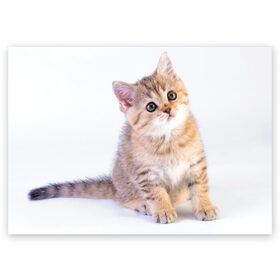 Поздравительная открытка с принтом Любопытный котенок в Новосибирске, 100% бумага | плотность бумаги 280 г/м2, матовая, на обратной стороне линовка и место для марки
 | грустный | добрый | животное | киса | киска кися | кот | котенок | котэ | кошка | красивый | лапа | лапка | ласковый | милый | моська | мурлыка | прикольный | смешной | унылый | усатый | шерсть