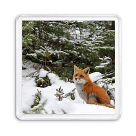 Магнит 55*55 с принтом Лиса в зимнем лесу в Новосибирске, Пластик | Размер: 65*65 мм; Размер печати: 55*55 мм | Тематика изображения на принте: fox | животное | зверь | красивая | лес | лис | лиса | лисенок | лисица | лисичка | мех | патрикеевна | песец | плутовка | прикольная | природа | рыжая | рыжий цвет | сказка | хвост | хитрая | хищник