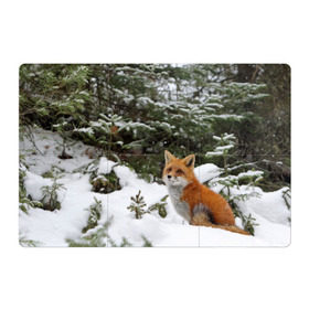 Магнитный плакат 3Х2 с принтом Лиса в зимнем лесу в Новосибирске, Полимерный материал с магнитным слоем | 6 деталей размером 9*9 см | fox | животное | зверь | красивая | лес | лис | лиса | лисенок | лисица | лисичка | мех | патрикеевна | песец | плутовка | прикольная | природа | рыжая | рыжий цвет | сказка | хвост | хитрая | хищник